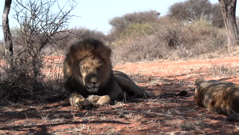 Zoom-out-from-a-male-lion-resting-in-the-shade,-with-his-lioness-lying-next-to-him