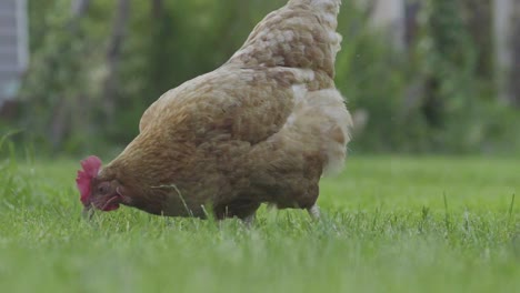 closer view from a hen in the garden