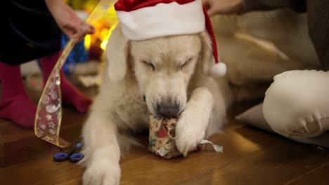 un lindo golden retriever mastica apetitosamente una caja de regalo de navidad en el suelo