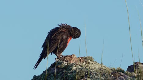 A-long-tailed-meadowlark,-Leistes-loyca-perched-on-a-rock-with-blue-sky