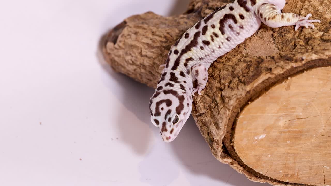 Un geco leopardo maculato riposa su un ramo di legno ruvido sotto una brillante luce da studio