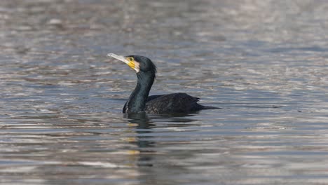 Ein-Kormoran,-Der-In-Der-Sonne-Auf-Einem-See-Herumschwimmt