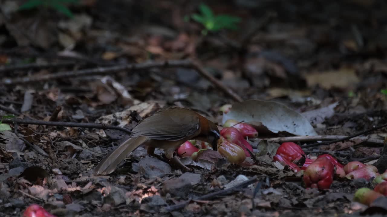 comiendo algunas frutas de manzana de rosa en la parte inferior de la maleza del bosque, con moscas de la fruta volando a su alrededor, menor collar laughingthrush garrulax monileger