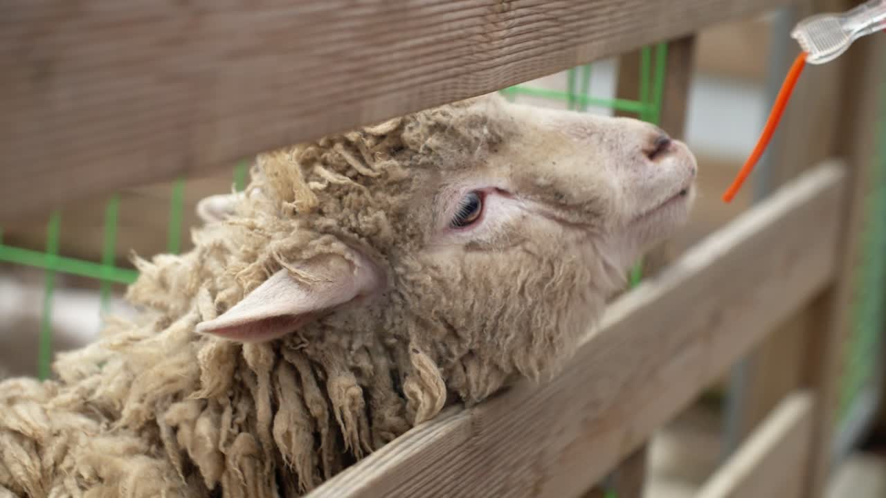 Domestic Sheep On The Petting Zoo Of Rabbit's Forest In PyeongChang-gun, Gangwon Province, South Korea. Close-up Shot
