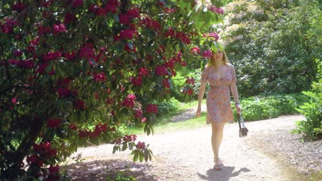 sideways stabilised dolly of young blonde woman walking towards pink flowers and reaching to touch and admire them in sheffield botanical gardens, england