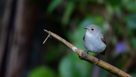 taiga flycatcher, female,