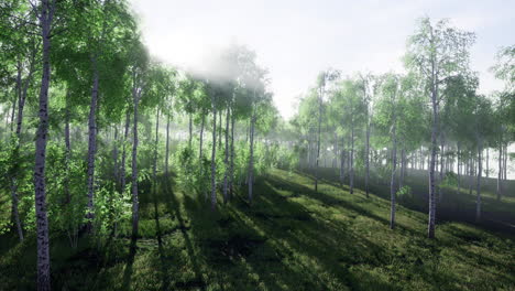 sunlight filters through lush forest creating a serene landscape of greenery
