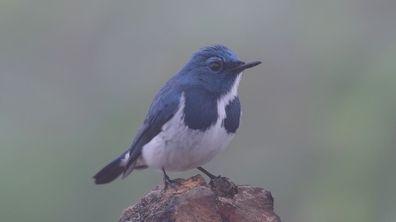 el papamoscas ultramarino, también conocido como el papamoscas azul de ceja blanca, un migrante de invierno a tailandia, es muy amigable con la gente