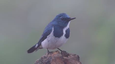 El-Papamoscas-Ultramarino,-También-Conocido-Como-El-Papamoscas-Azul-De-Ceja-Blanca,-Un-Migrante-De-Invierno-A-Tailandia,-Es-Muy-Amigable-Con-La-Gente