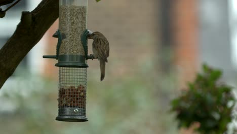 Feeding-hungry-birds-in-the-garden