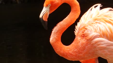 close-up of a flamingo