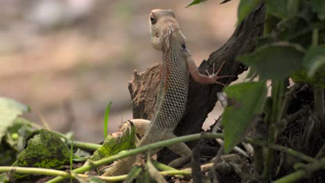 indian garden lizard looking  behind the tree