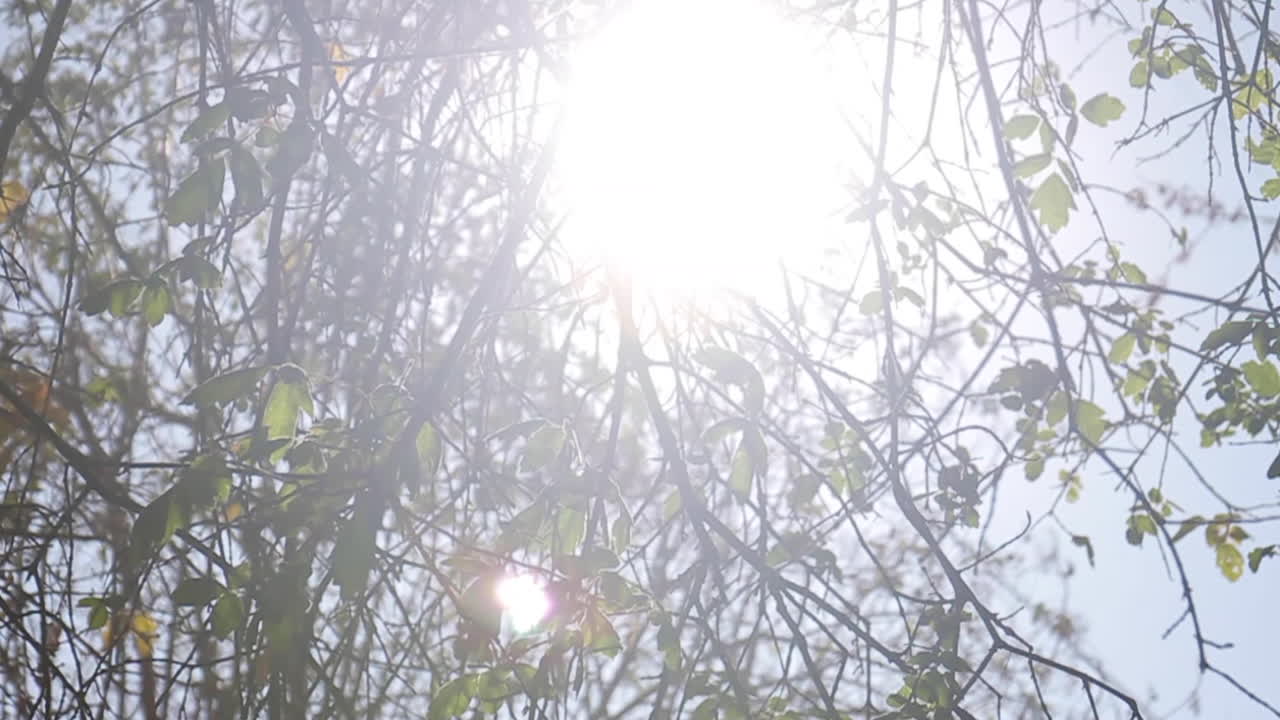 солнце проходит сквозь листья на ферме осенью