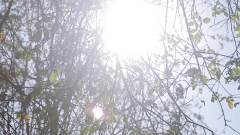 el sol pasa a través de las hojas en la granja en otoño