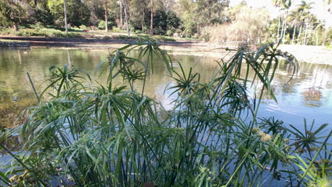 Der-Australische-Wasservogelvogel-Versteckt-Sich-Unter-Grünem-Laub-Auf-Einem-Ententeich