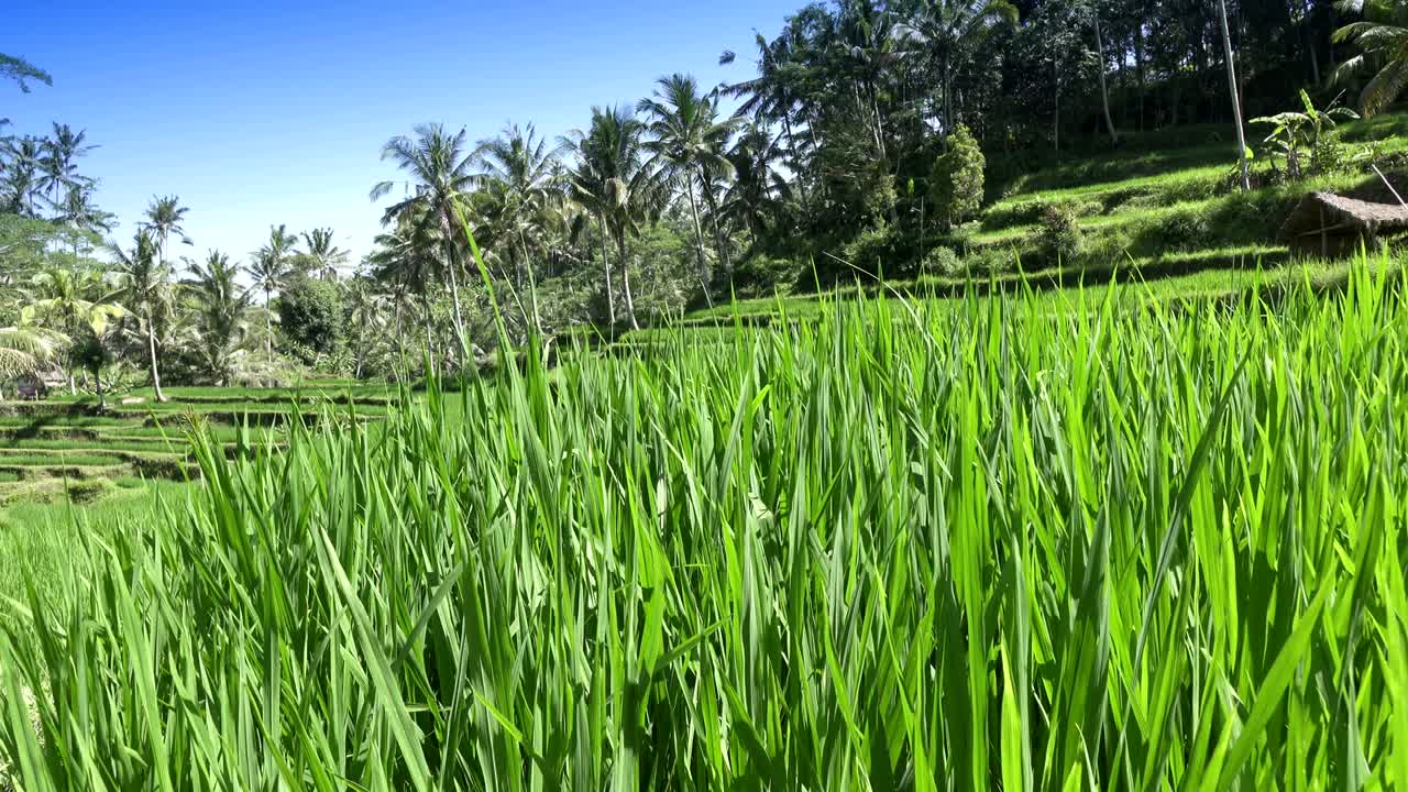 Filmato su risaie a terrazze e palme, con montagne e case di contadini. Bali. Indonesia.