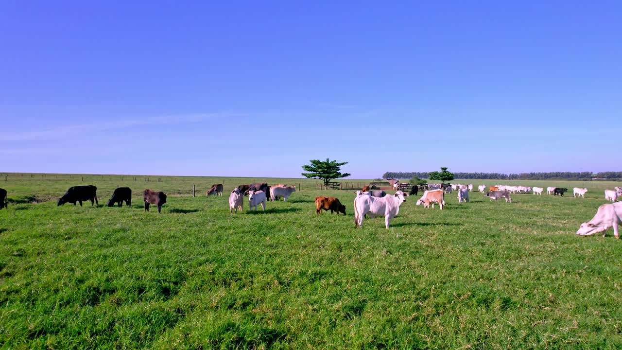 Mandria di bovini al pascolo su terreni agricoli vicino a Maringá nel Paraná, Brasile