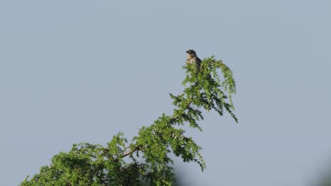 single female european stonechat singing on treetop at the morning