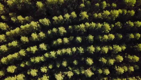 Aerial-view-of-Eucalyptus-plantation,-drone,-bird's-eye