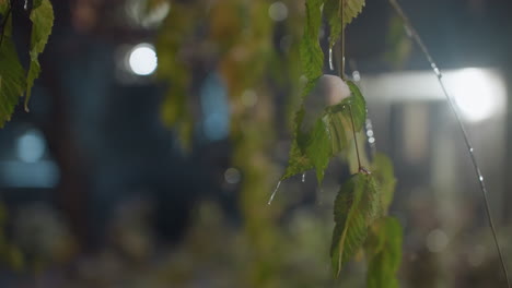 녹색 잎과 얼음과 얼음 어리, 배경에서 흐릿한 주거 건물, 창문에서 빛이 빛나고, 추운, 은 겨울 분위기와 대조를 만니다.