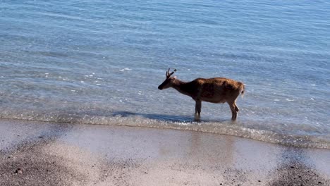 wild deer cooling off in the ocean water on padar island in flores, lesser sunda islands of nusa tenggara timur, indonesia