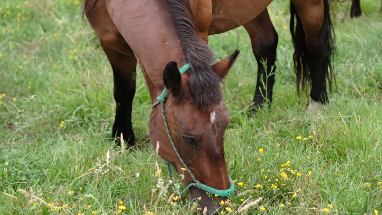 búsqueda de alimento en verano: caballo marrón pastando en un exuberante prado verde