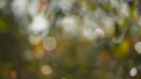 abstract beautiful 4k blurry video background with round sunny bokeh of defocused autumn trees and green and yellow foliage.