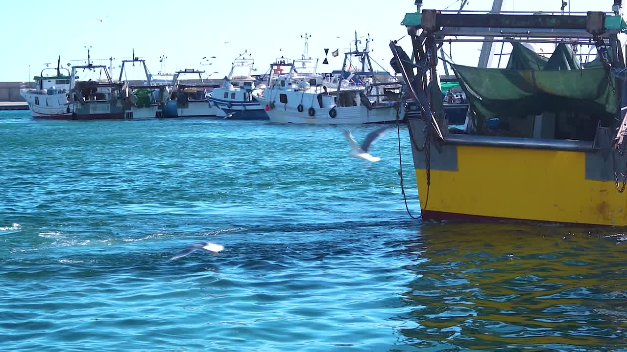 gaviotas y barcos en un puerto.