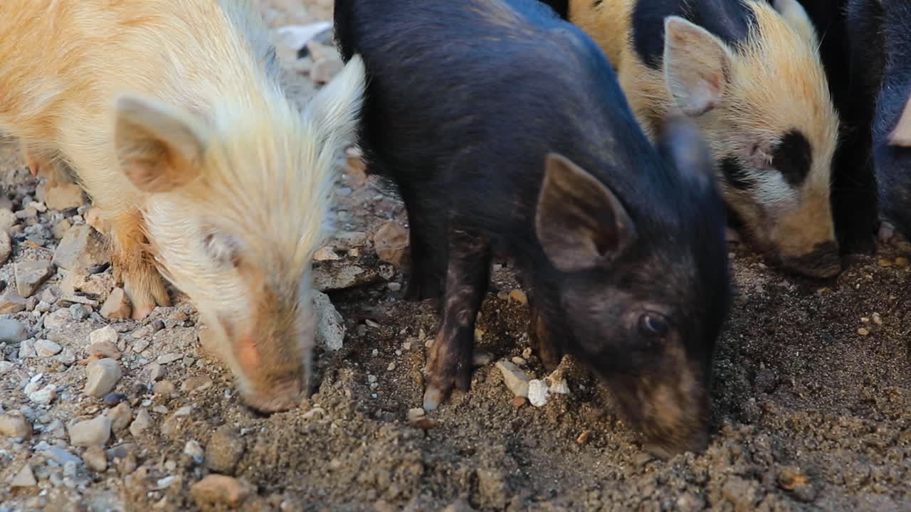 Group of piglets feeding in a rural scene.