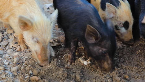 group of piglets feeding in a rural scene.