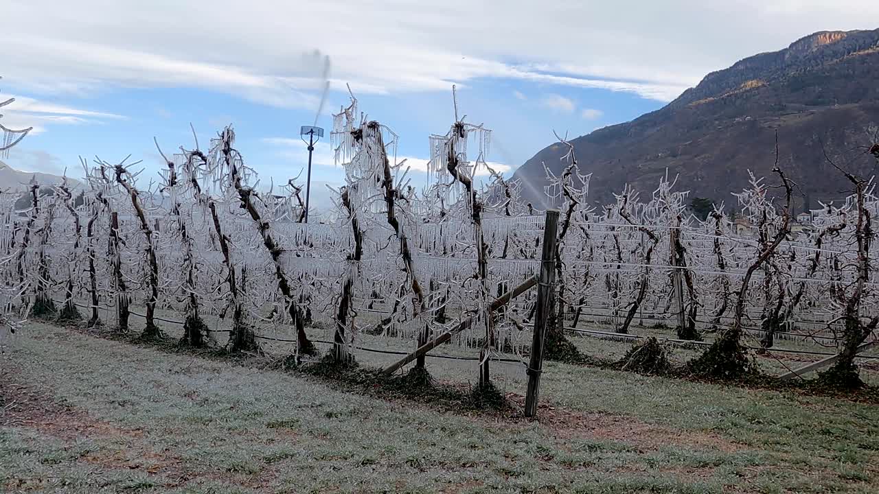 Lavt, bredt skud af frossen æbleplantage, der vandes i Sydtyrol, Italien