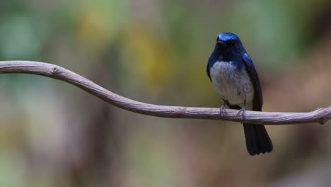 mirando hacia la izquierda mientras está perfectamente encaramado mientras mira a su alrededor, el cazamoschas azul de hainan cyornis hainanus, tailandia