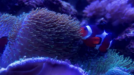 pez payaso en un acuario del centro comercial de américa del tanque de agua
