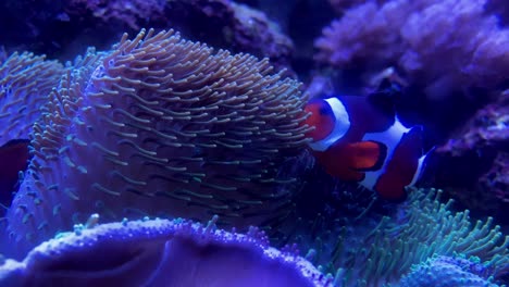 clownfish in a watertank mall of america aquarium