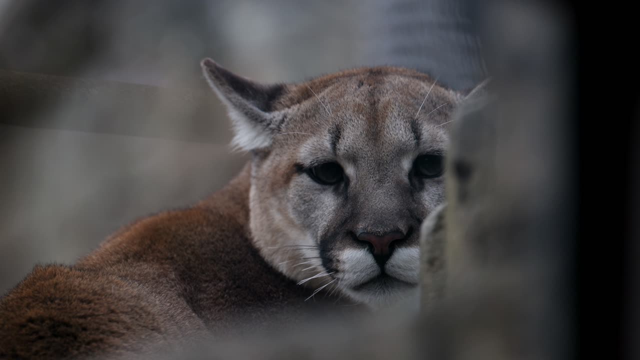 Closeup macro shot of cougar moving head and staring at camera