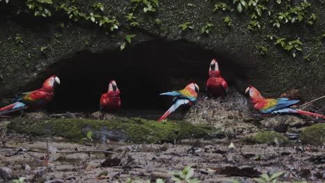 loros súper coloridos en la selva amazónica sentados en el suelo alrededor del agua