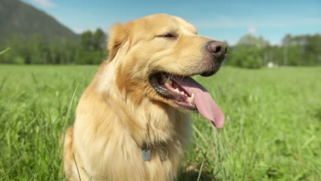 Tiro-Orbital-De-Un-Perro-Golden-Retriever-Sentado-En-Un-Campo-De-Hierba-Alta