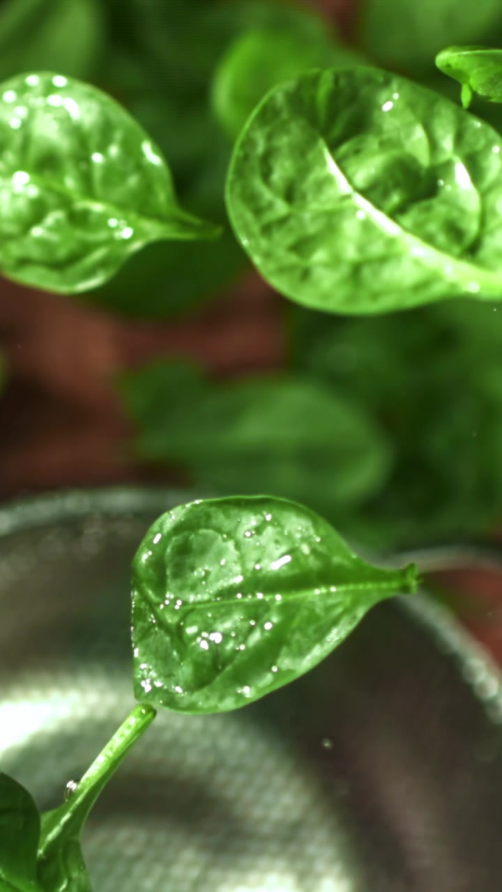 Primo piano di foglie di spinaci freschi lavate con goccioline d'acqua
