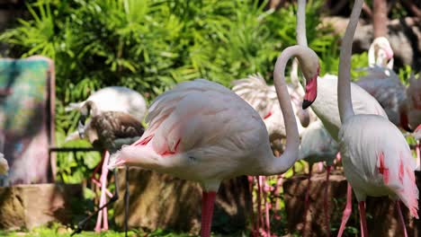 flamencos interactuando en un entorno exuberante y verde