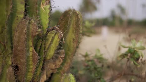 un primer plano extremo de una planta de cactus con picos afilados en el fondo de enfoque suave