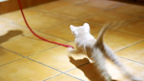 kitten playing on the floor in the home