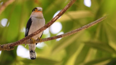 The-Silver-breasted-Broadbill-is-a-famous-bird-in-Thailand,-both-local-and-international