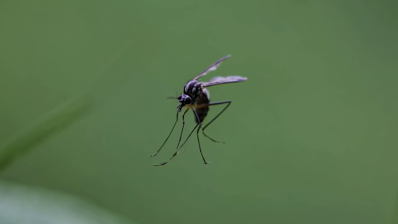 Close-up video of a mosquito in flight, captured at eye level. The background is a soft green blur