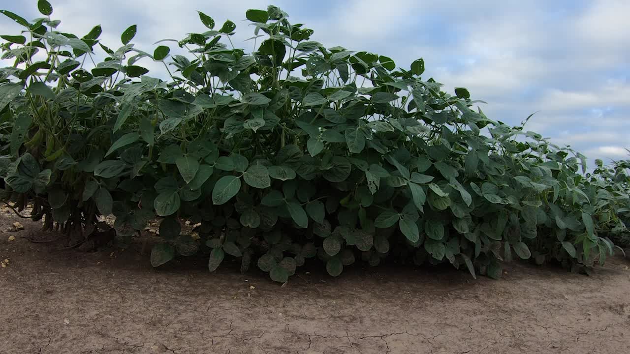planta de soja en el campo cultivado susurrando en la brisa en un día nublado en la zona rural de nebraska, ee.uu.
