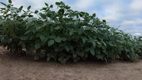 Sojabohnenpflanze-Auf-Dem-Bebauten-Feld,-Das-An-Einem-Bewölkten-Tag-Im-Ländlichen-Nebraska,-USA,-Im-Wind-Raschelt