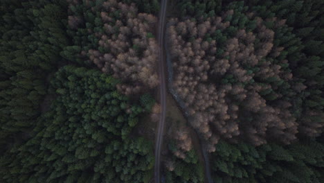 Asphalt-Road-In-Dense-Spruce-Treetops-In-Mountain-Park