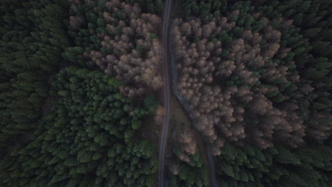 carretera asfaltada en densas copas de abeto en el parque de montaña