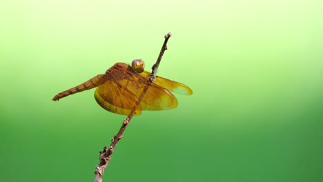 libélula, ala de terciopelo cobrizo, neurothemis fluctuans