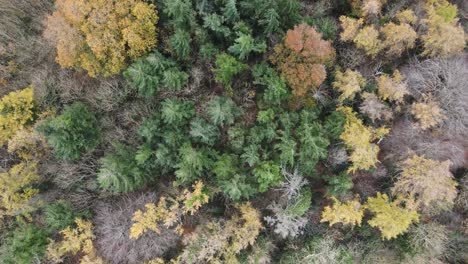 Árboles-De-Finales-De-Otoño-En-El-Bosque-De-Montaña-De-Wicklow-En-Irlanda