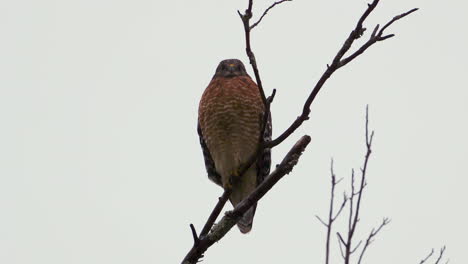 red shouldered hawk perched on a large, barren branch in the pouring rain